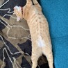 の写真