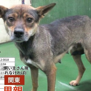 山の中での保護なのですてられた可能性高いです