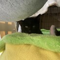 兄弟で保護した黒猫の見た目こぐまのような子猫♂