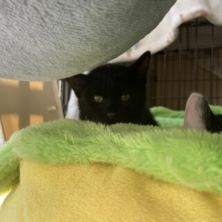 兄弟で保護した黒猫の見た目こぐまのような子猫♂