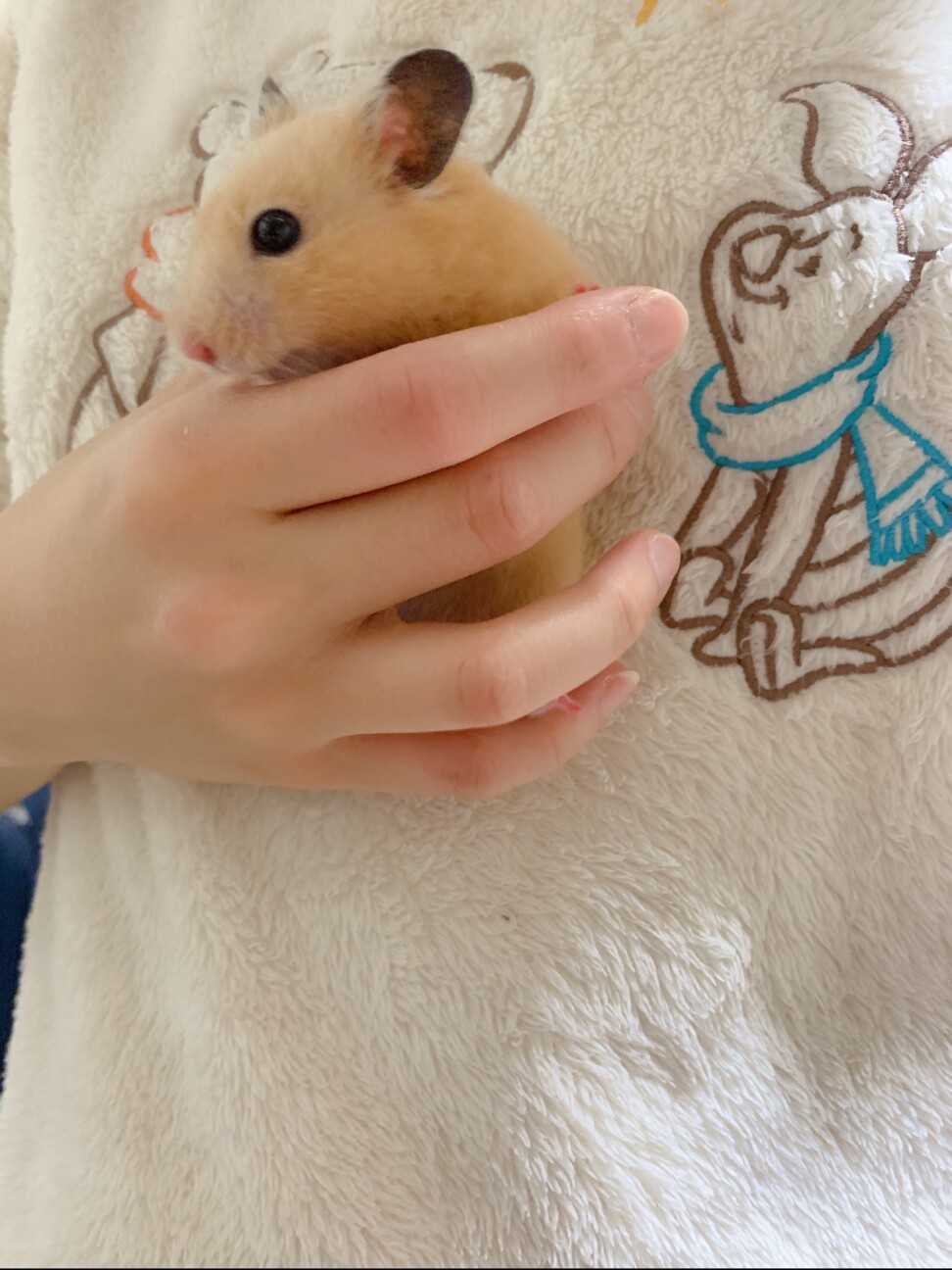 キンクマハムスター サムネイル2