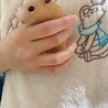 キンクマハムスター サムネイル2