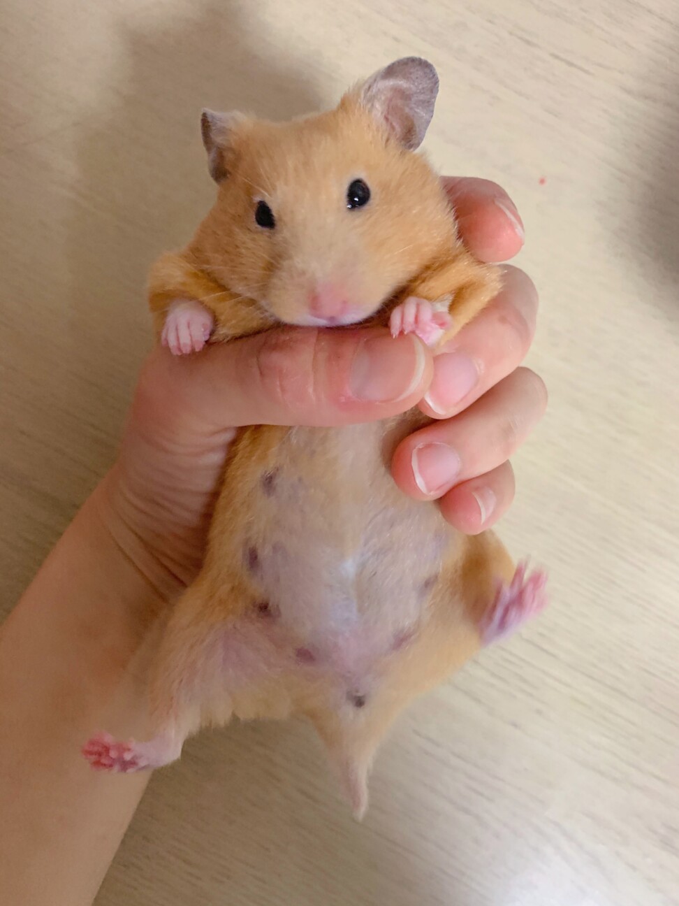 キンクマハムスター サムネイル3