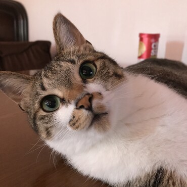 我が家の癒しの2才児