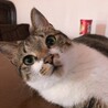 我が家の癒しの2才児