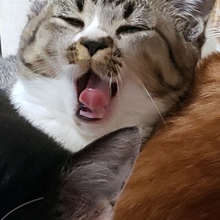 5ヶ月活発キジ白♀ヤンチャビビり