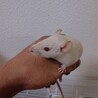 ファンシーラット 10匹 サムネイル4