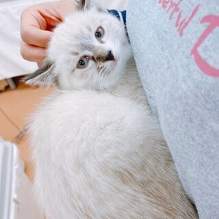 美猫姉妹・尻尾がチャームポイントの女の子です。