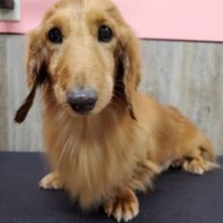 繁殖引退犬♪ゴウ君♪里親絶賛募集中！