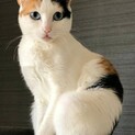ブルーアイの素敵な三毛猫です