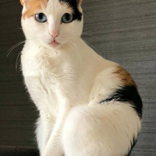 ブルーアイの素敵な三毛猫です