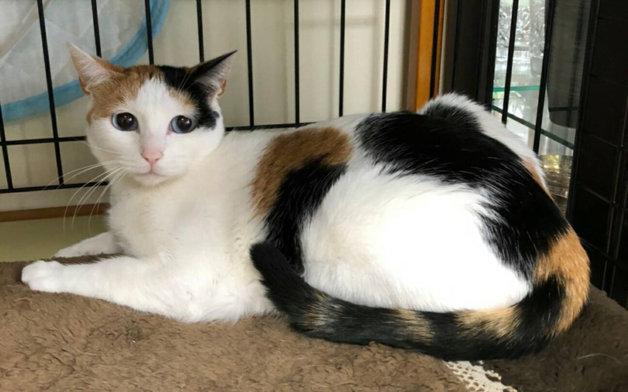 ブルーアイの素敵な三毛猫です」埼玉県 - 猫の里親募集(345614) 4枚目