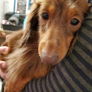 繁殖引退犬♪リンツちゃん♪里親絶賛募集中！