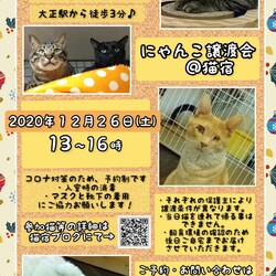 にゃんこ譲渡会 サムネイル1