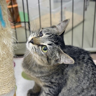 右目が見えていませんが、人懐っこいリムちゃん