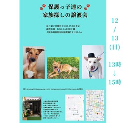 保護っ子達の家族探しの譲渡会