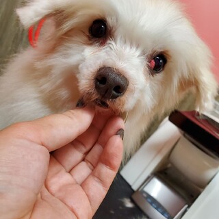 繁殖引退犬♪ラマンちゃん♪里親絶賛募集中！