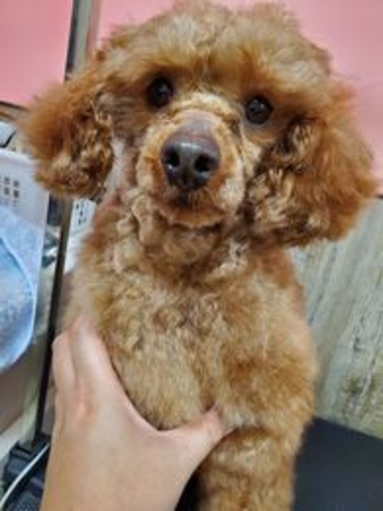 シャツ クラッシュ 届ける トイ プードル ブリーダー 引退 犬 Catch The Wave Jp