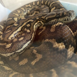 カーペットパイソン
