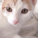 【ヤンバル】おかげさまで里親さまが決まりました