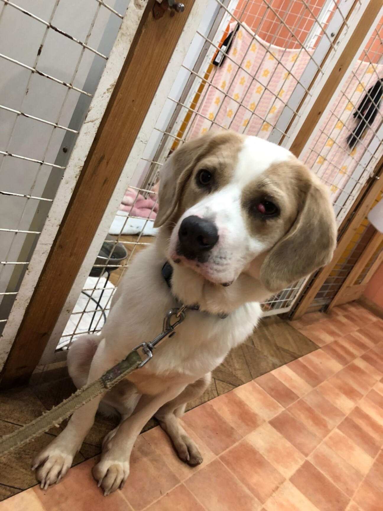 元飼犬で穏やかなシニア犬 広島県 犬の里親募集 ペットのおうち 月間利用者150万人