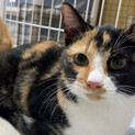 くりくり目の三毛猫♀生後5ヵ月