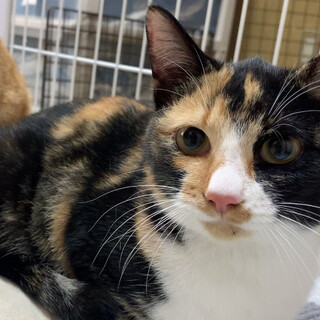 くりくり目の三毛猫♀生後5ヵ月