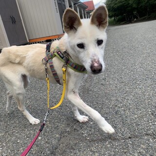 鉄仮面のシャイガール！【ステフ】ちゃん