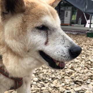 ひょこひょこ歩きで虜に！柴MIX【政宗】くん