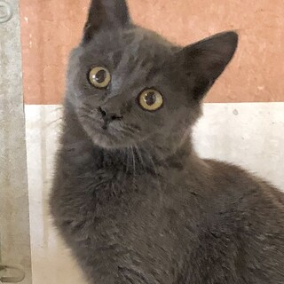 人馴れバツグン！元気いっぱい甘えんぼ　みつきちゃん