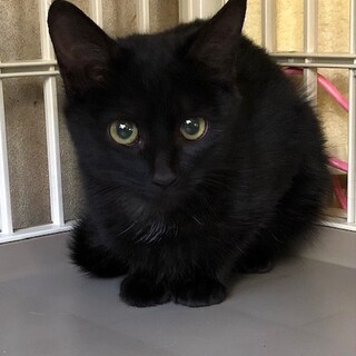 ちょっとビビりなイケメン　しゅう君