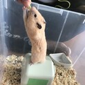 里親決まりました　キンクマハムスター　オス