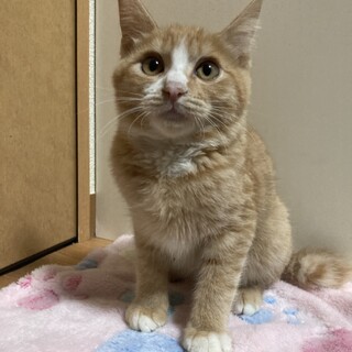 優しい茶白の男の子！