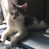 性格は人懐っこい。人を見るだけでゴロゴロします。