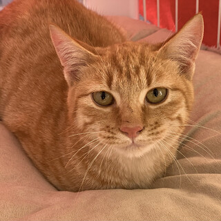 健康！生後5ヵ月可愛い茶トラの男の子♂