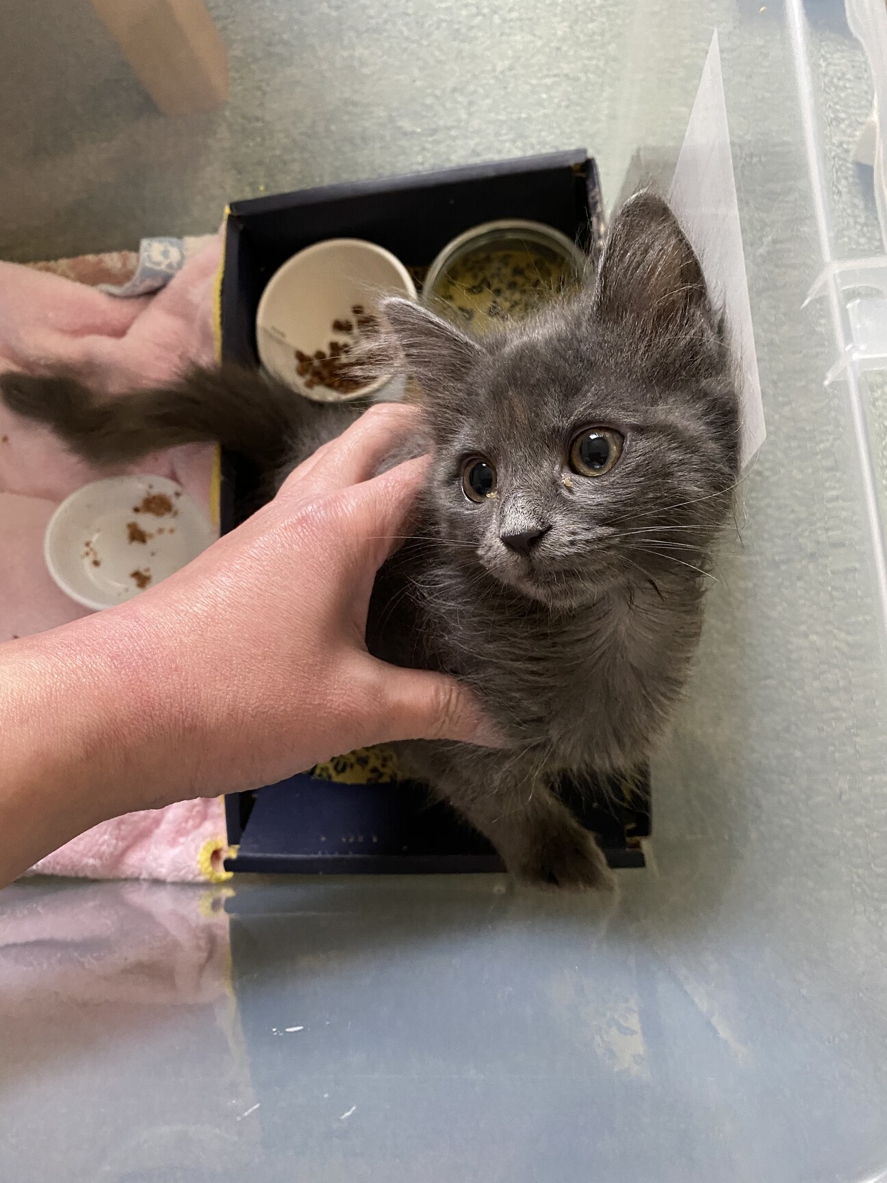 仔猫の兄弟を保護しました サムネイル1