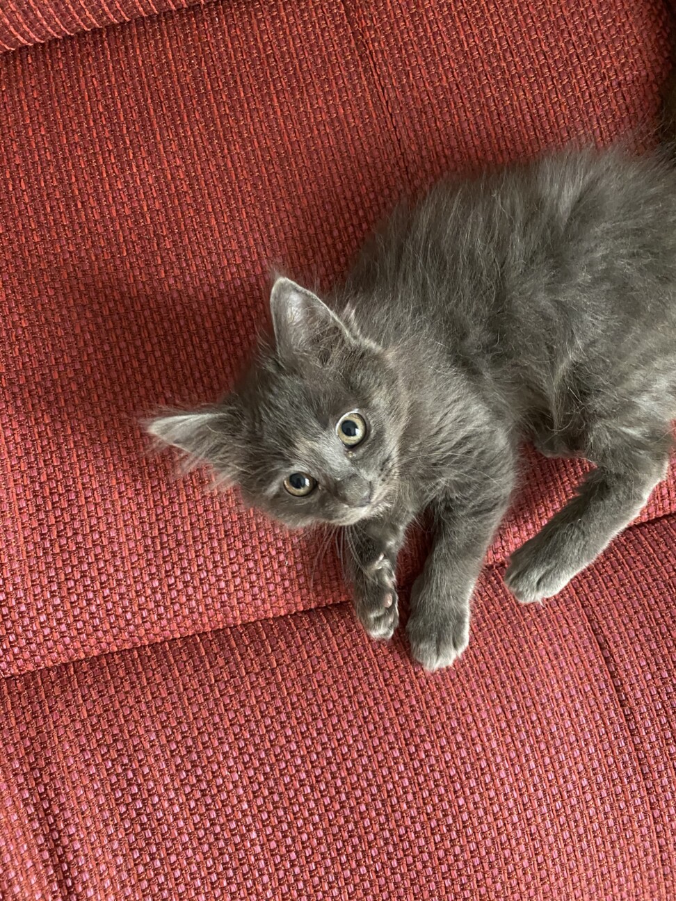 仔猫の兄弟を保護しました サムネイル2