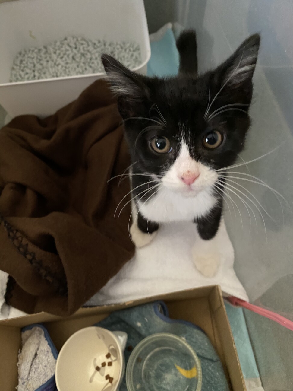 仔猫の兄弟を保護しました サムネイル3