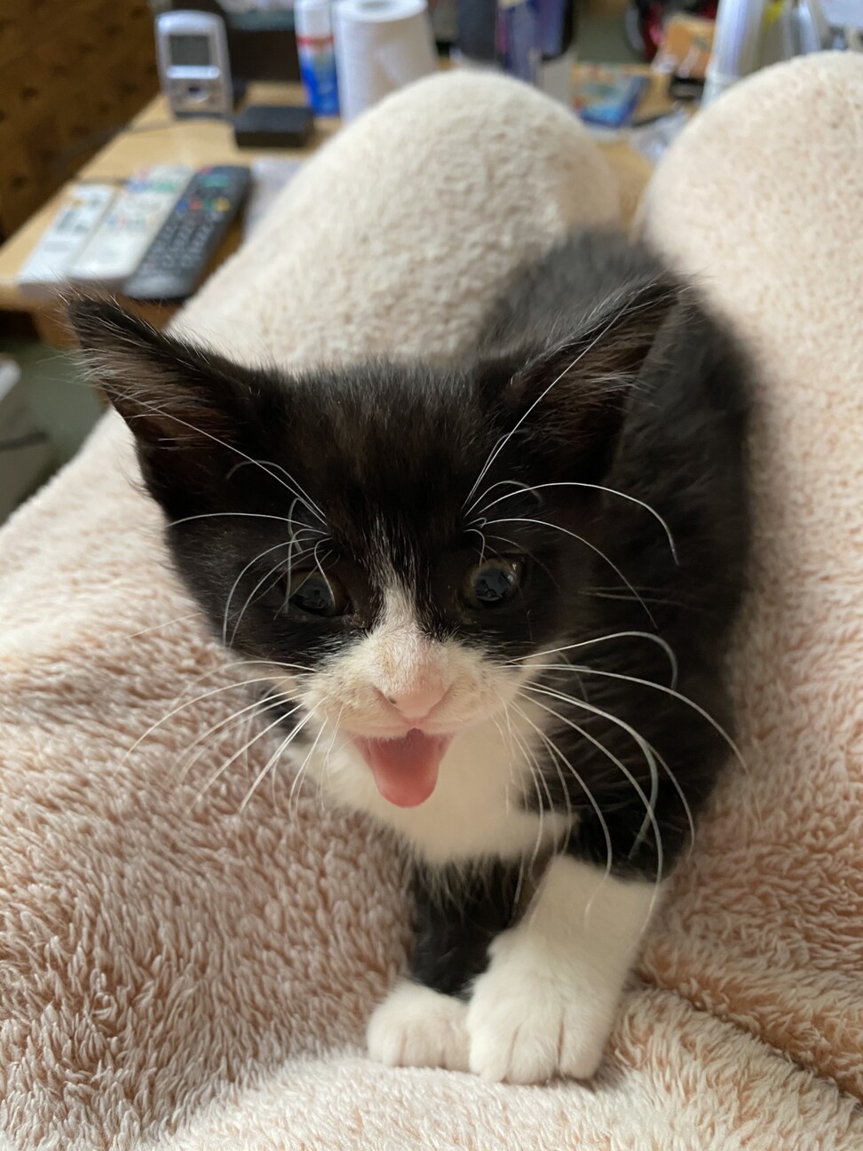 仔猫の兄弟を保護しました サムネイル4