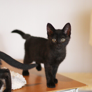 甘えん坊で元気な黒猫・足立くん