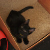 甘えん坊で元気な黒猫・足立くん サムネイル2