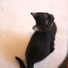 甘えん坊で元気な黒猫・足立くん サムネイル3