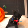 甘えん坊で元気な黒猫・足立くん サムネイル4