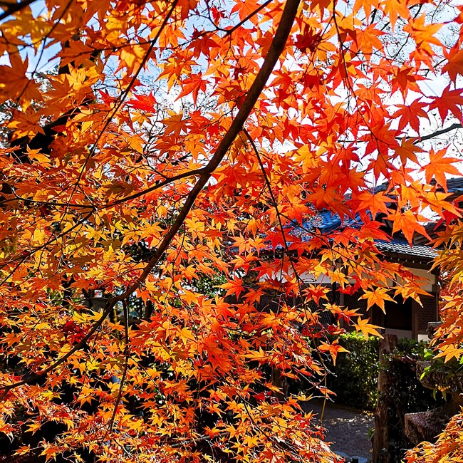 callmedor1sのカバー写真