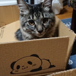 フワフワ毛キジトラ柄やえちゃん♀です☆