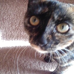 「猫のヒゲ」サムネイル3