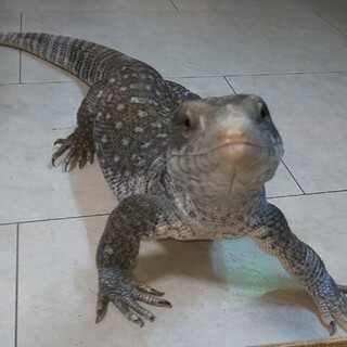 1歳のサバンナモニター♂