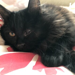 むくむく片目の王子様♡　ロイド♂