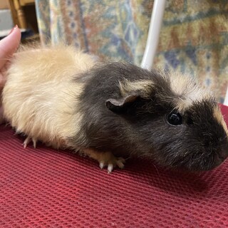 委託　モルモット　メス