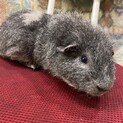 モルモット　オス